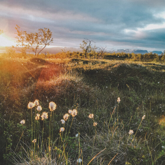 Img 20200703 022245 1 red